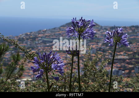 Funchal stören Stockfoto