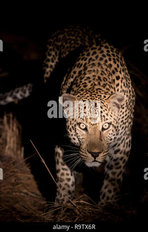 Riesige männliche Leopard in Sabi Sands Game Reserve als während einer Nacht Spiel gesehen. Stockfoto