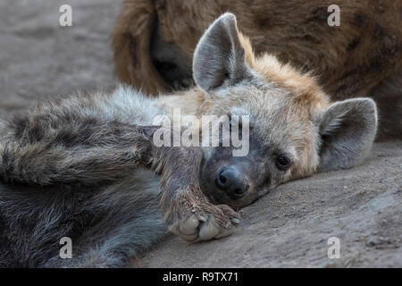 Einsame junge hyäne mit traurigen Ausdruck auf seinem Gesicht. Stockfoto