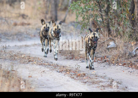 Satz wilde Hunde Jagd aktiv Jagd am frühen Morgen. Stockfoto