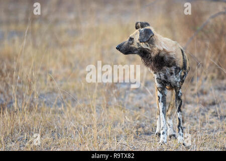 Reifen wilder Hund auf der Suche nach Beute sehr früh am Morgen. Stockfoto