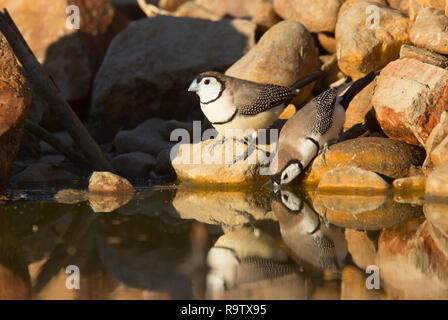 Doppelklicken gesperrt Fink, Taeniopygia bichenovii, auch Eule Finch, black-white-rumped Doppel rumped verjähren Finch. Zwei finken am Rande eines Wasser Stockfoto
