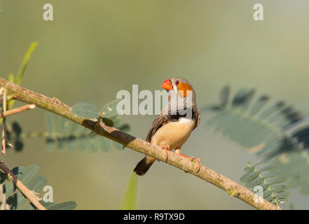 Zebra Finch, Taeniopygia guttata, thront auf einem Zweig mit kopieren. Stockfoto