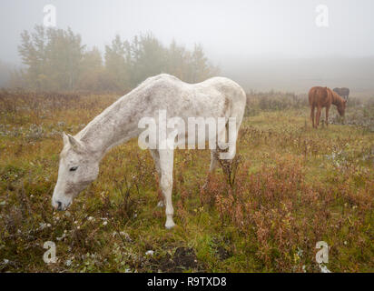 Schöne Pferde grasen auf der Weide an einem nebligen Herbst Tag mit Super weiches, diffuses Licht in den ländlichen Alberta, Kanada Stockfoto