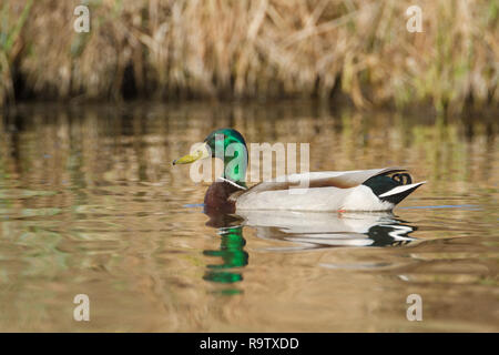 Bunte stockente Erpel duck mit seinem unverwechselbaren grünen Kopf, schwebt graziös auf einem Teich des Wassers in der Landschaft in der Nähe von Calgary, Alberta, Kanada. Stockfoto