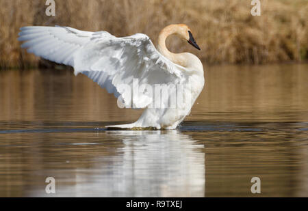 Großes, wunderschönes Trumpeter swan Klappen der Flügel auf einem Teich in Alberta, Kanada Stockfoto