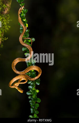 Einfach stumpf-headed tree snake in Arenal, Costa Rica Stockfoto