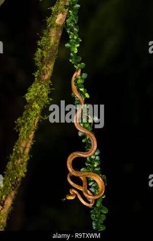 Einfach stumpf-headed tree snake in Arenal, Costa Rica Stockfoto
