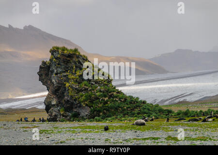 Eine Gruppe von Pelzrobben - Callorhinus ursinus - auf der Basis eines riesigen Felsens in Fortuna Bay, South Georgia Island ruht. Stockfoto