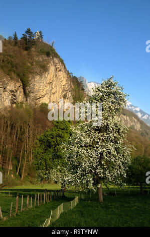 Birnbaum in Blüte im Frühling, Schweizer Alpen Stockfoto