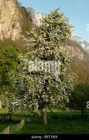 Birnbaum in Blüte im Frühling, Schweizer Alpen Stockfoto