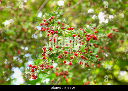 Weißdorn-Beeren hängen an der Zweige am Herbst Stockfoto