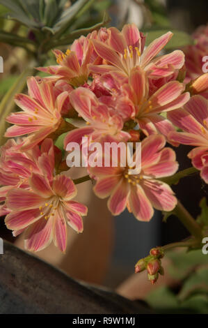 Siskiyou lewisia oder Klippenmädchen (Lewisia cotyledon), die im Schweizer Garten blühen Stockfoto