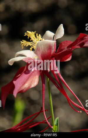 Bicolored Granny's Bonnet or Columbine /Aquilegia sp.) in herbaceous Border Stockfoto