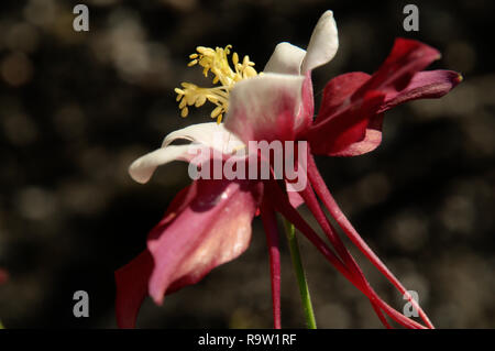 Bicolored Granny's Bonnet or Columbine /Aquilegia sp.) in herbaceous Border Stockfoto