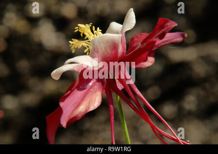 Bicolored Granny's Bonnet or Columbine /Aquilegia sp.) in herbaceous Border Stockfoto