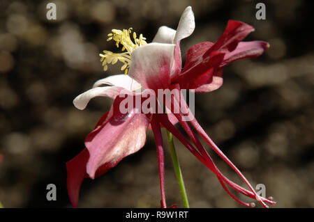 Bicolored Granny's Bonnet or Columbine /Aquilegia sp.) in herbaceous Border Stockfoto