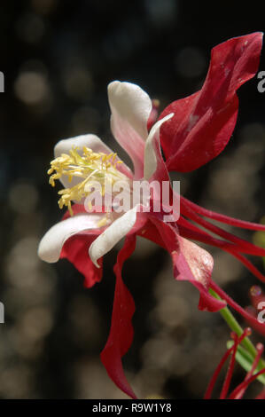 Bicolored Granny's Bonnet or Columbine /Aquilegia sp.) in herbaceous Border Stockfoto