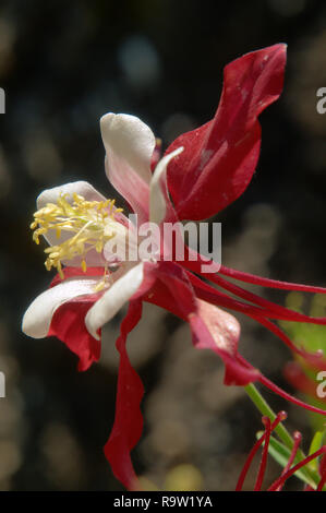 Bicolored Granny's Bonnet or Columbine /Aquilegia sp.) in herbaceous Border Stockfoto