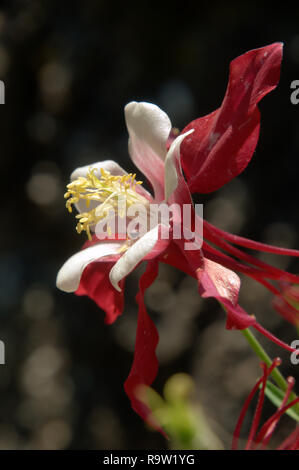 Bicolored Granny's Bonnet or Columbine /Aquilegia sp.) in herbaceous Border Stockfoto