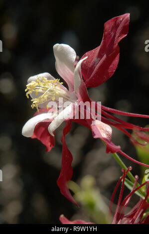 Bicolored Granny's Bonnet or Columbine /Aquilegia sp.) in herbaceous Border Stockfoto