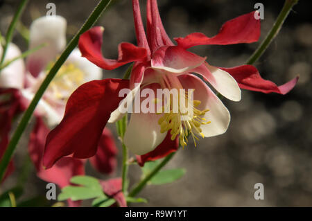 Bicolored Granny's Bonnet or Columbine /Aquilegia sp.) in herbaceous Border Stockfoto