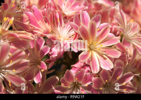 Siskiyou lewisia oder Klippenmädchen (Lewisia cotyledon), die im Schweizer Garten blühen Stockfoto