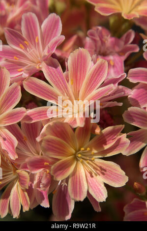 Siskiyou lewisia oder Klippenmädchen (Lewisia cotyledon), die im Schweizer Garten blühen Stockfoto