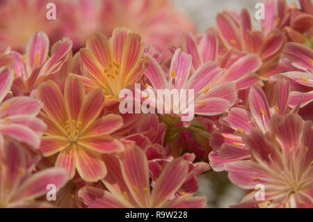 Siskiyou lewisia oder Klippenmädchen (Lewisia cotyledon), die im Schweizer Garten blühen Stockfoto