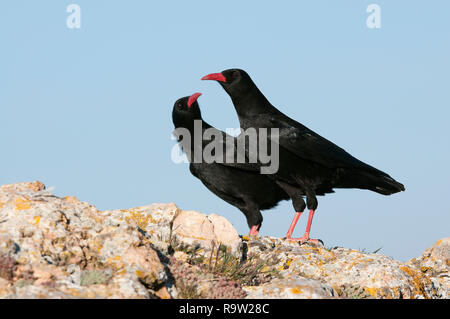 Red billed Chough, Pyrrhocorax pyrrhocorax, ein paar Vögel auf einem Felsen Stockfoto