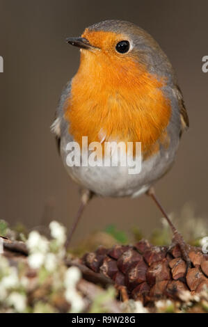 Robin - Erithacus rubecula, Vogel close-up Stockfoto