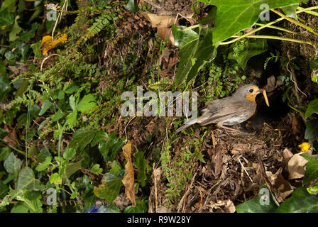 Robin - Erithacus rubecula, erreichen das Nest mit Nahrungsmitteln Stockfoto