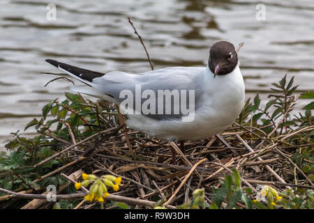 Schwarze Leitung gull Nestbau im Frühjahr, Großbritannien Stockfoto