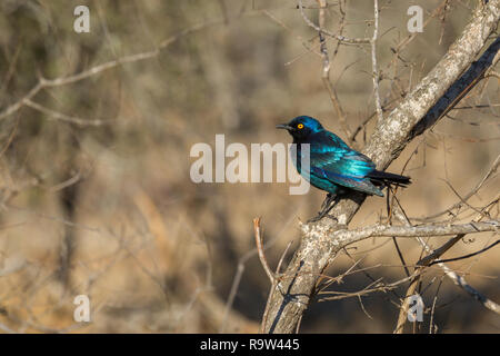 Glossy starling Sitzen auf dem Baum Stockfoto