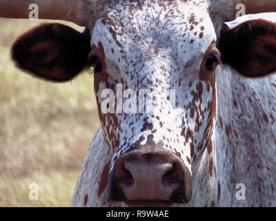 Texas Longhorn Nahaufnahme Stockfoto