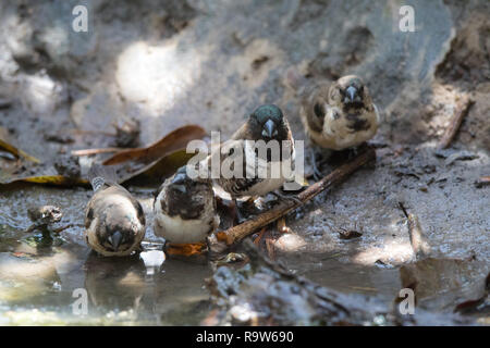 Bronze-Männchen (Lonchura Cucullata) Stockfoto