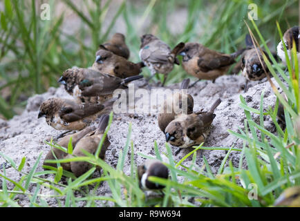 Bronze-Männchen (Lonchura Cucullata) Stockfoto