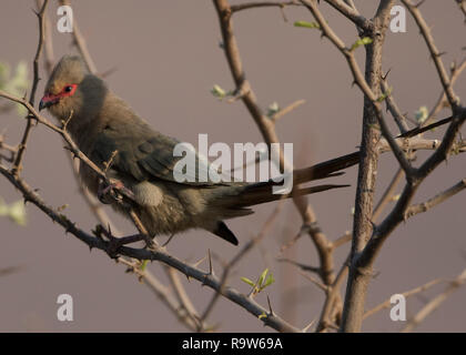 Mit rotem Gesicht Mousebird (Urocolius Indicus) Stockfoto