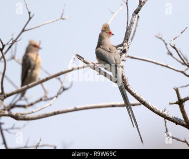 Mit rotem Gesicht Mousebird (Urocolius Indicus) Stockfoto