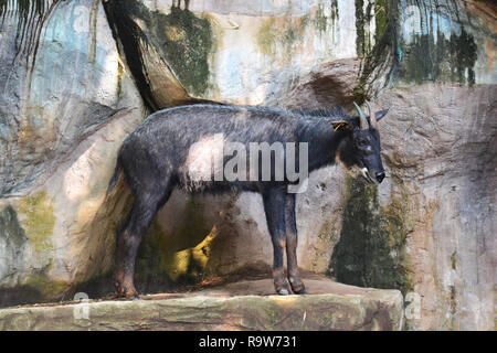 Gämse (Rupicapra Carpatica) Stockfoto