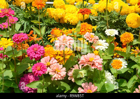 Blumen zinnia, Blumen Hintergrund, Ringelblume Blumen. Blumen im Freien. Stockfoto