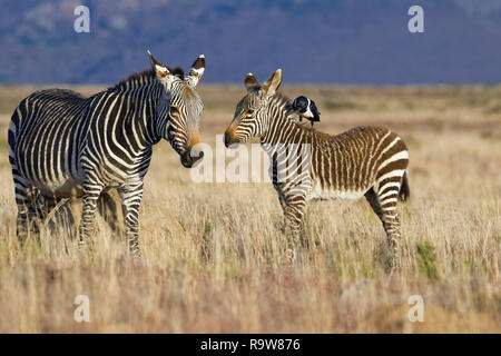 Cape mountain Zebras (Equus zebra Zebra), erwachsene Frau reiben gegen eine termite Damm, mit Zebra Fohlen, ein pied Crow an seinem Hals, Mountain Zebra NP Stockfoto