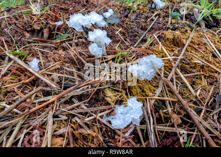 Schnee Pilz (Tremella fuciformis) wachsen in einem North Norfolk Waldrand. Stockfoto