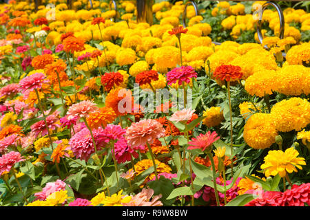 Blumen zinnia, Blumen Hintergrund, Ringelblume Blumen. Blumen im Freien. Stockfoto