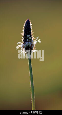 Interessante Hintergrundbeleuchtung Makro mit flachen Freiheitsgrad eines wilden Blume sehen, glühende Staubfaden; am späten Abend licht Stockfoto