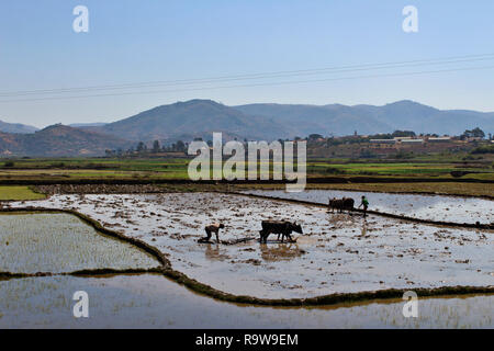 Bauern, die die Felder von Reis mit Buffalo in traditioneller Weise, zentrale Hochland von Madagaskar, Afrika Stockfoto