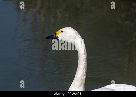 Nahaufnahme des Kopfes und des Halses eines Bewick Swan Stockfoto