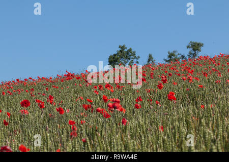 Mohn Blumen wachsen in einem Feld in einem hellen, sonnigen Tag in Großbritannien Stockfoto