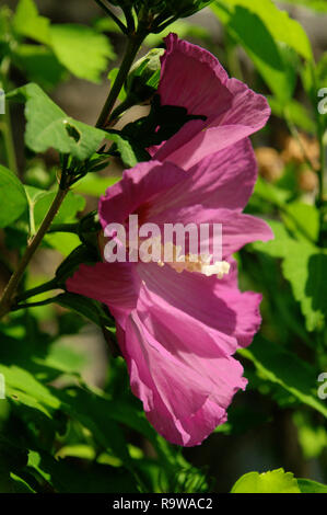 Violette Hibiskusblüte im Schweizer Hüttengarten Stockfoto