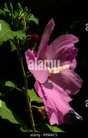 Violette Hibiskusblüte im Schweizer Hüttengarten Stockfoto